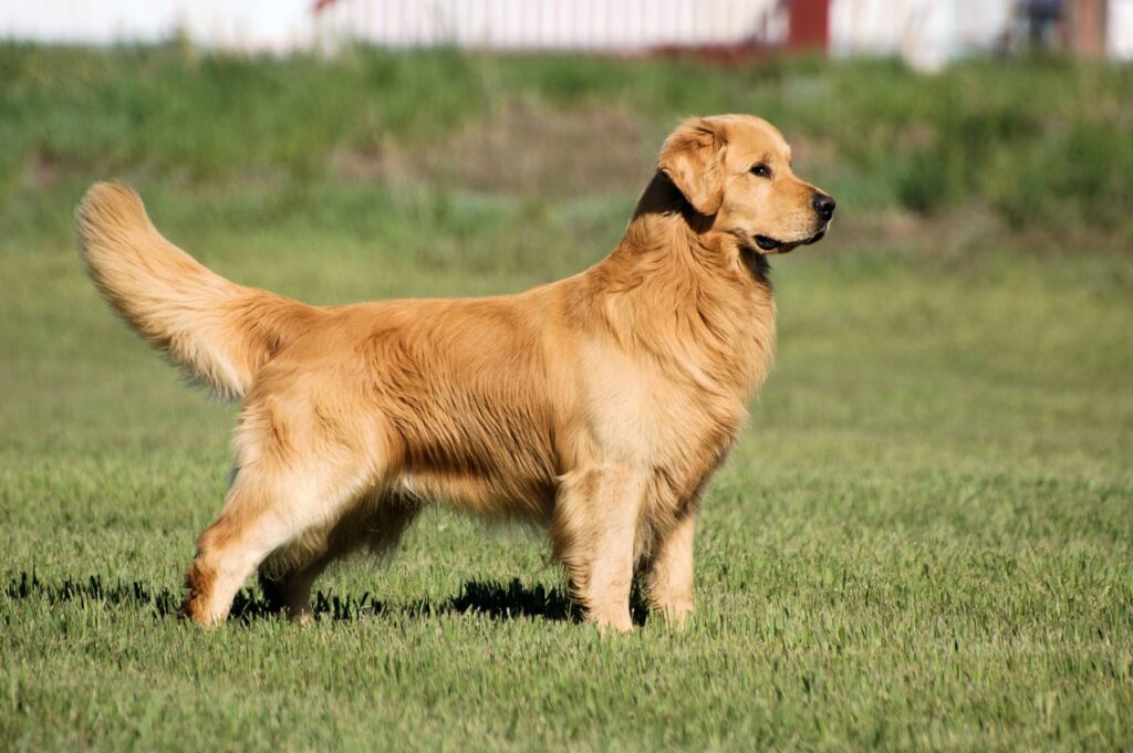 A very good boy